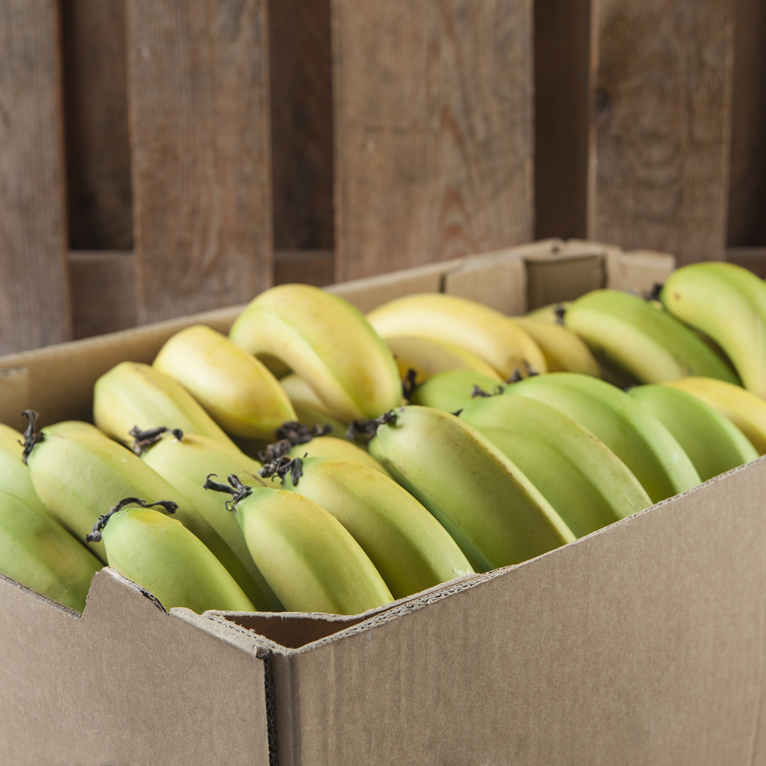 12 X Banana Cavendish Singapores Healthiest Online Grocery Farm